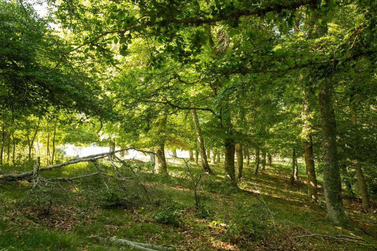 Гостьовий будинок Casa Rural El Huerto De La Fragua Енсісо Екстер'єр фото